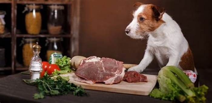 Are dogs calmer on raw food