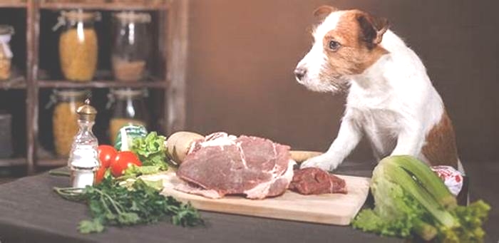 Are dogs happier on raw diet