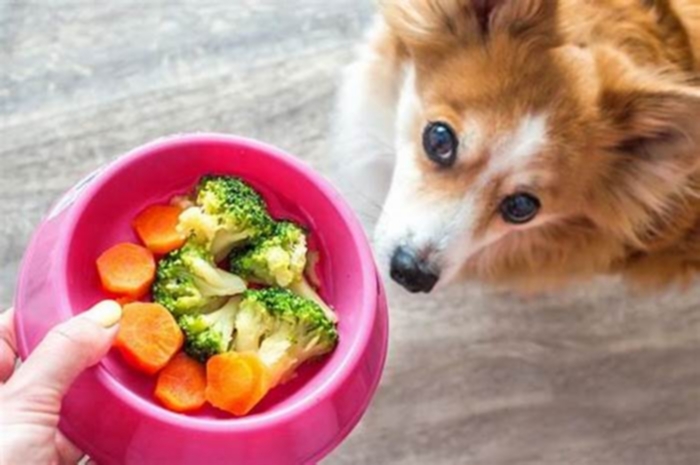 Barking for Broccoli: Exploring the Phenomenon of Organic Dog Food's Rise in Popularity