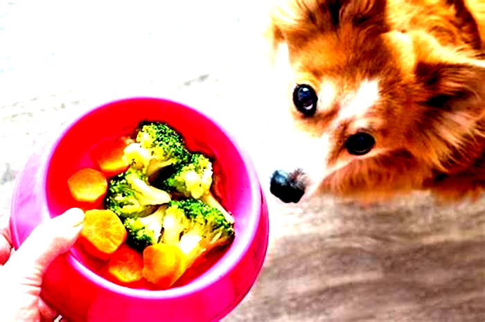 Barking for Broccoli Exploring the Popularity of Organic Dog Food