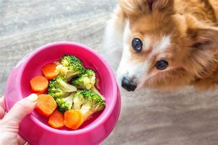 Barking for Broccoli Exploring the Rise in Popularity of Organic Dog Food and Its Benefits