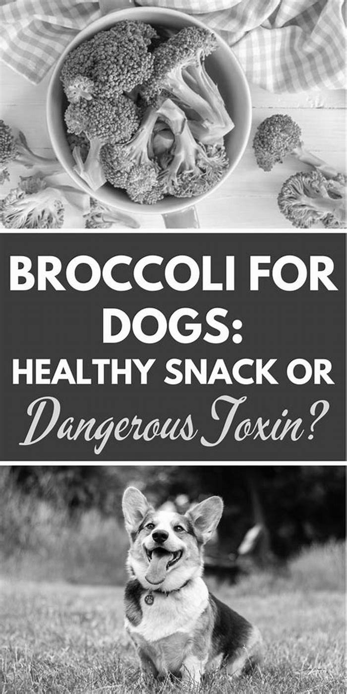 Barking for Broccoli The Benefits of Organic Dog Food