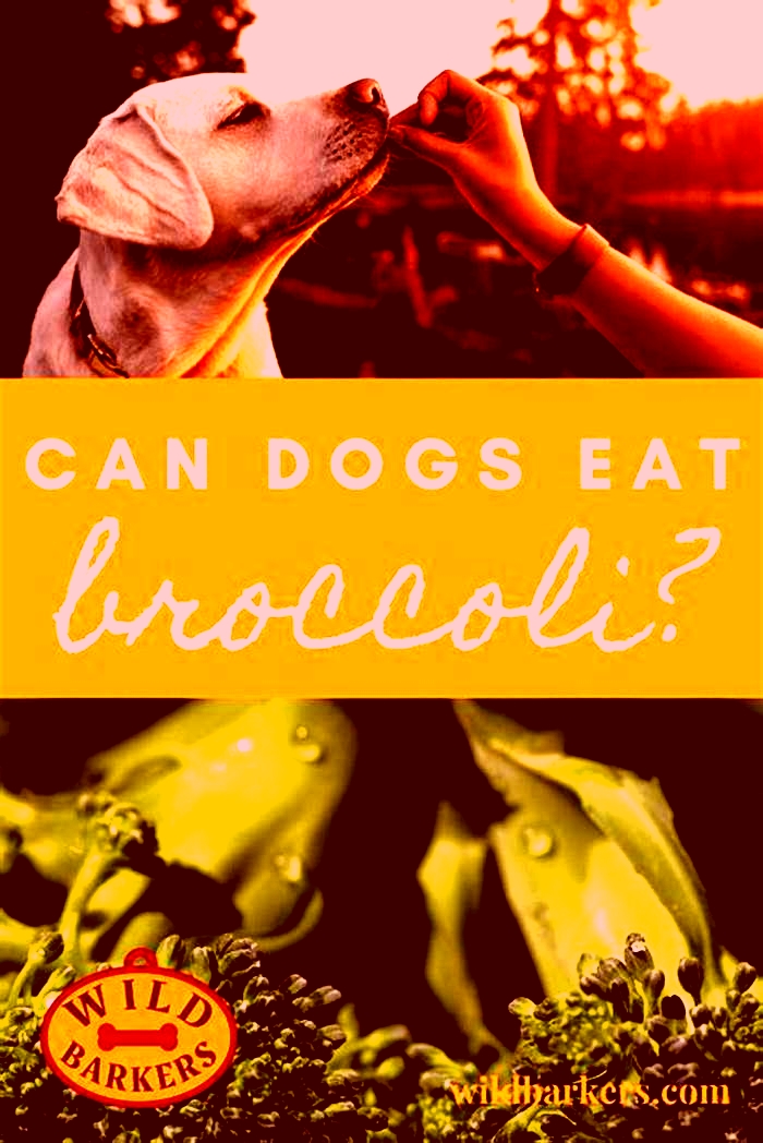 Barking for Broccoli The Rise of Organic Doggie Dining