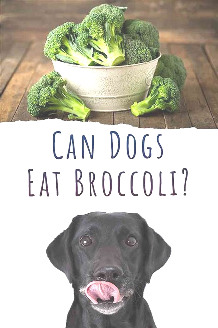 Barking for Broccoli: The Rise of Organic Eating for Dogs