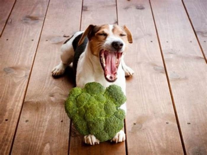 Barking for Broccoli Why Dogs Crave Organic Food