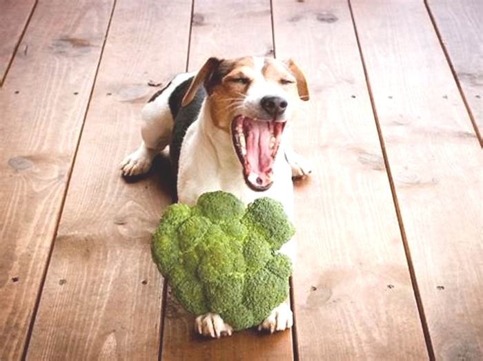 Barking for Broccoli Why Dogs Love Organic Food