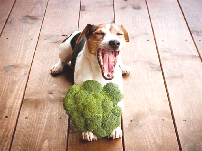 Barking for Broccoli Why Dogs Prefer Organic Food