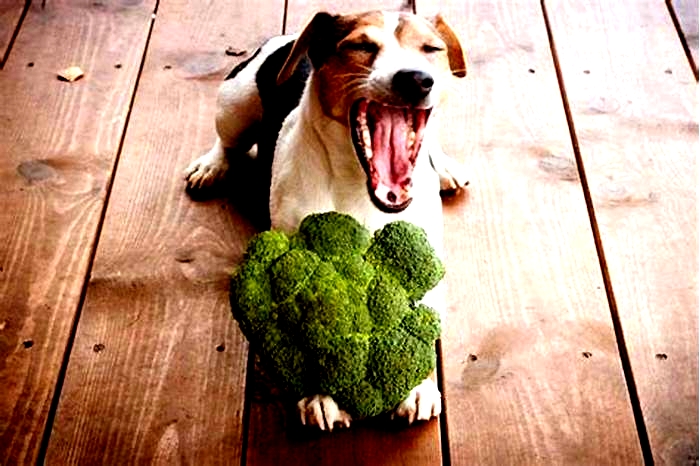 Barking for Broccoli: Why Organic Food Is the Top Choice for Dogs