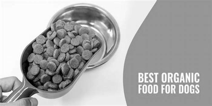 Beyond the Kibble: Understanding Organic Dog Food Alternatives