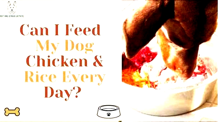 Can I feed my dog chicken and rice every day