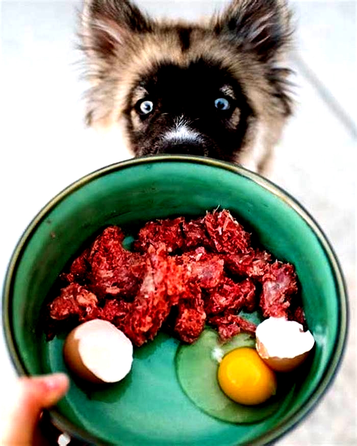 Can I feed my dog raw beef?