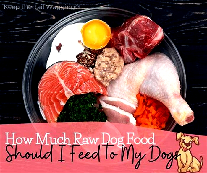 Can I feed my dog raw once a day?