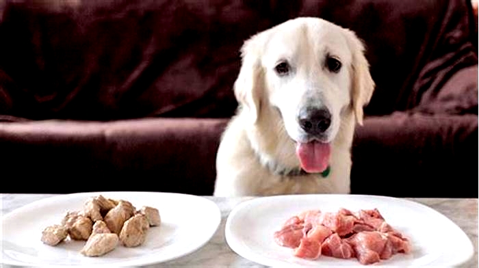 Can I feed my golden retriever raw meat