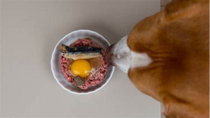 Can I give a dog raw eggs?