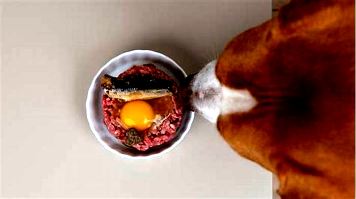 Can I give my dog a raw egg every day?