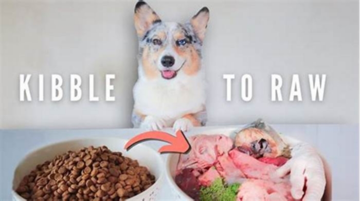 Can I just switch my dog to raw food