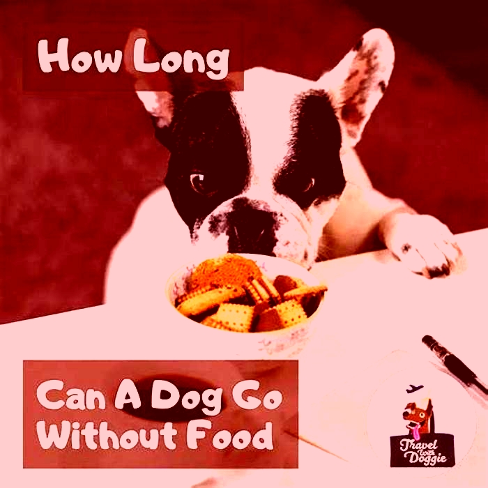 Can I leave my dog without food?