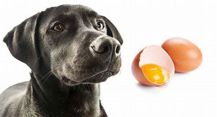 Can a dog eat boiled eggs