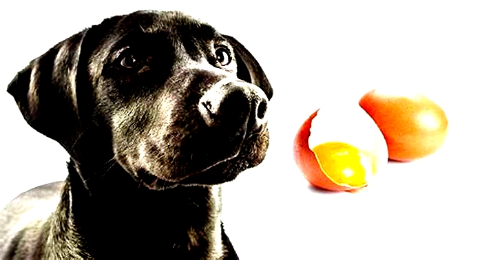 Can dogs eat 3 eggs a day?