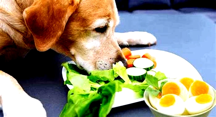 Can dogs eat boiled eggs?