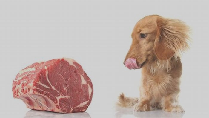 Can dogs eat cooked meat every day