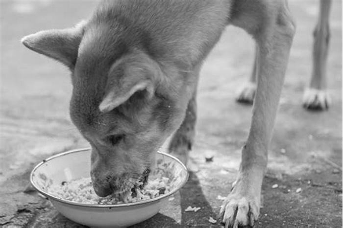 Can dogs eat oats