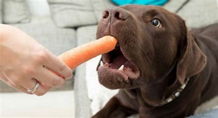 Can dogs eat raw carrots?