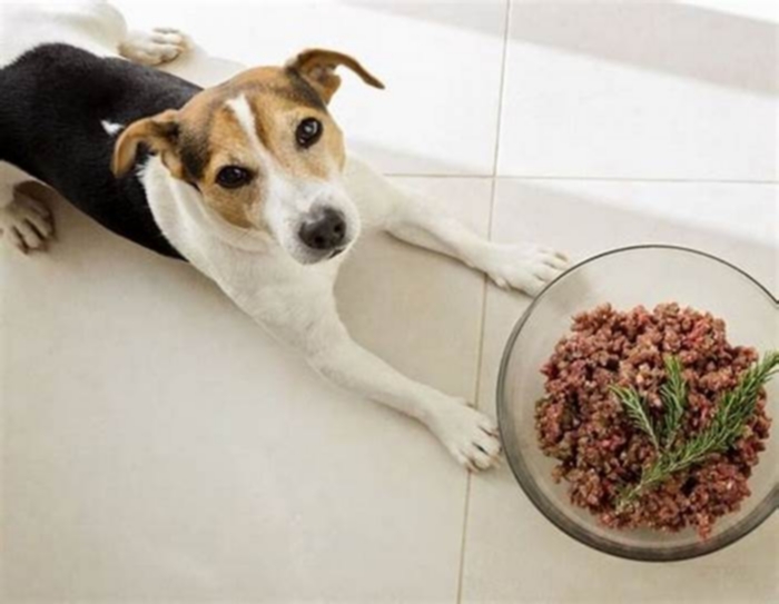 Can dogs eat raw pork?