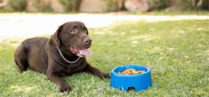 Can dogs live only on dry food