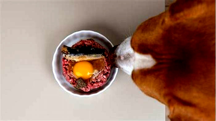 Can my dog eat raw eggs?