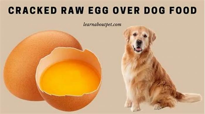 Can you crack an egg in dog food