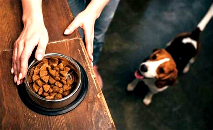 Canine Cuisine Chronicles: The Rise of Organic Pet Food