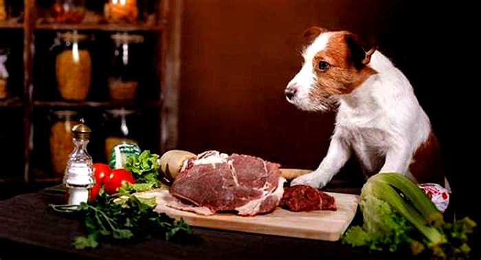 Canine Cuisine Craze Embracing Organic Eating for Dogs