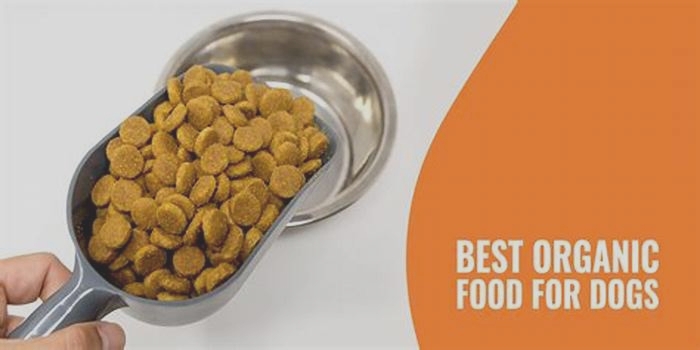 Chow Time Choices: Navigating Organic Dog Food Selection