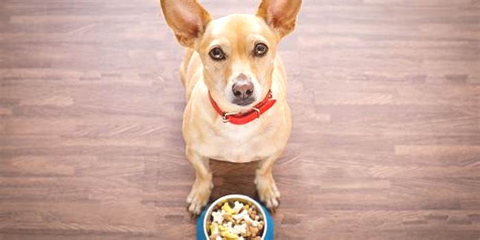 Do dogs get bored eating the same food?