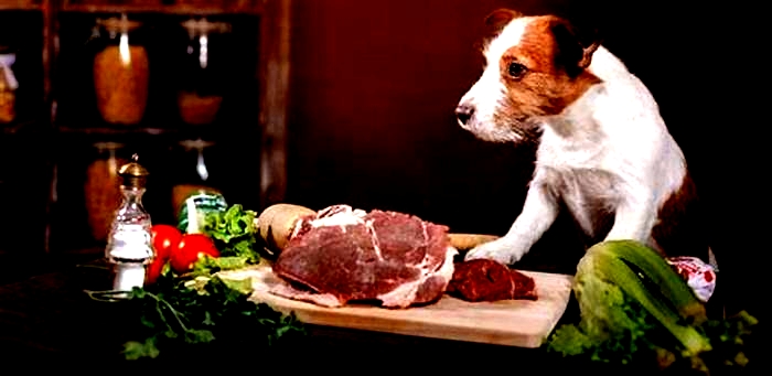 Do dogs grow slower on raw diet