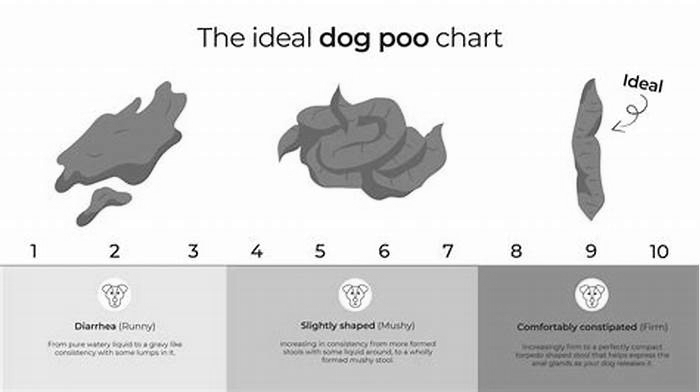 Do dogs poop less on a raw diet?