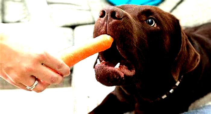 Do dogs prefer raw or cooked carrots