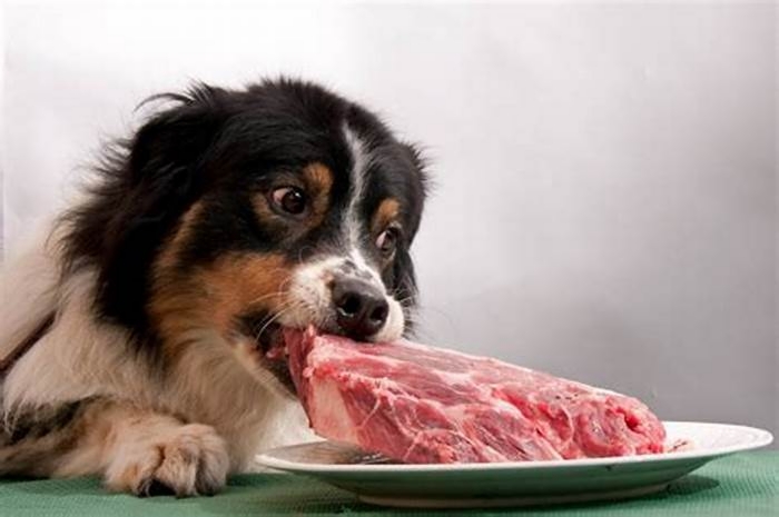 Do dogs that eat raw meat live longer