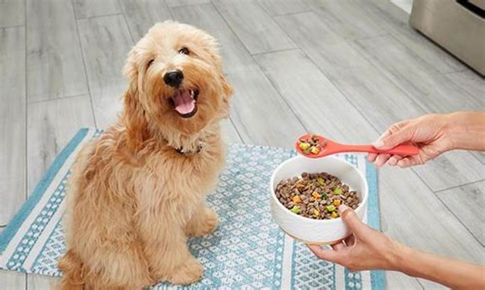 Do dogs who eat fresh food live longer