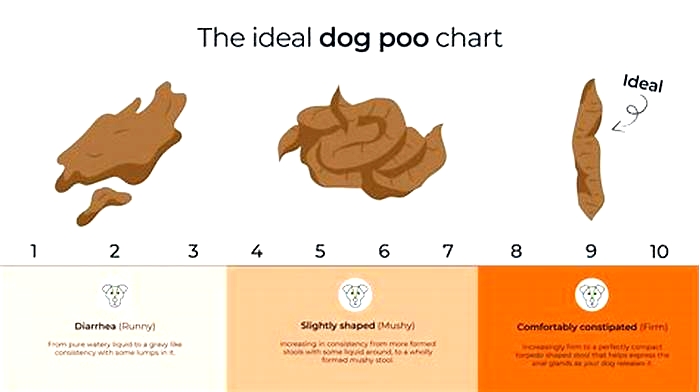 Do raw fed dogs poop less?