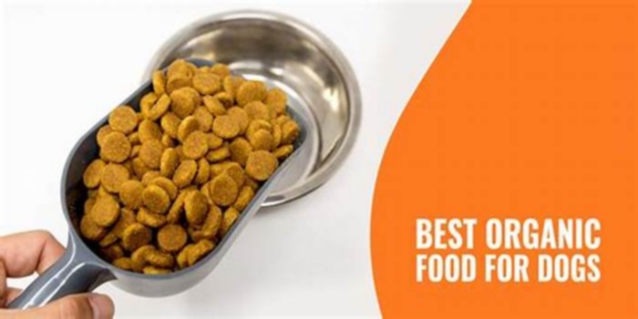 Earth's Best Friend: Nourishing Your Dog with Organic Fare