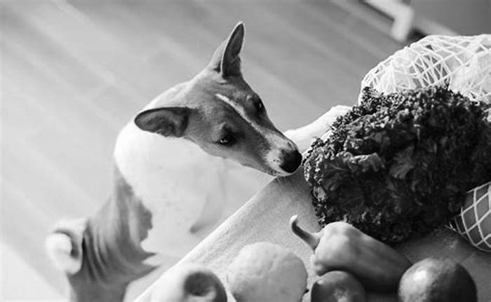 Earthy Eats: Transitioning Your Dog to Organic Food