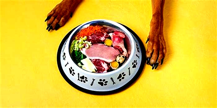 Elevate Your Dog s Diet Unveiling the Benefits of Premium Raw Food