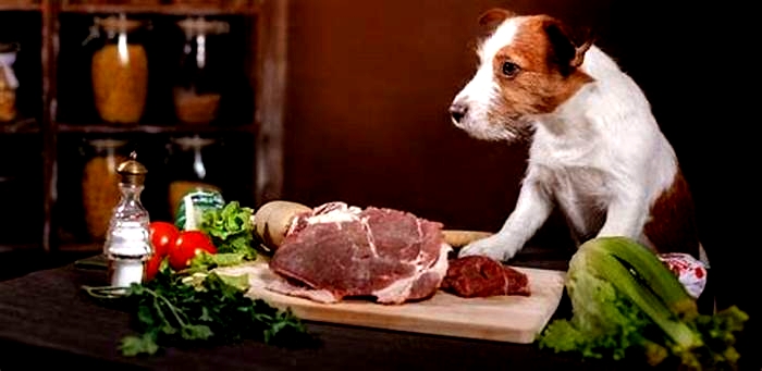 Elevate Your Dog s Diet Unveiling the Benefits of Raw Dog Nutrition