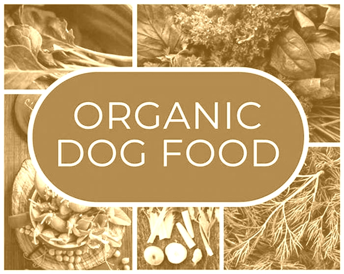 Fresh Flavors: Why Organic Dog Food Is Worth It