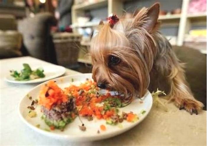 Fur Baby Feasts Delighting Your Dog with the Finest Organic Meals