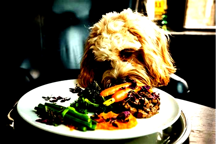 Fur Baby Feasts: Treating Your Dog to Gourmet Organic Meals for Ultimate Enjoyment