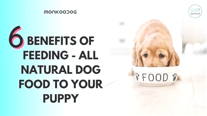 Fur Baby Feeding: The Importance of Organic Dog Food