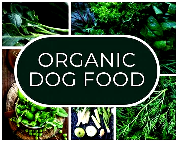 Going Green Embracing Organic Dog Food for a Healthier Happier Dog